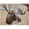 Image 4 : 58" Wide Alaskan Moose Shoulder Mount Taxidermy