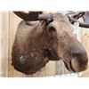 Image 5 : 58" Wide Alaskan Moose Shoulder Mount Taxidermy