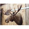 Image 6 : 58" Wide Alaskan Moose Shoulder Mount Taxidermy