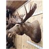 Image 7 : 58" Wide Alaskan Moose Shoulder Mount Taxidermy