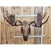 Image 8 : 58" Wide Alaskan Moose Shoulder Mount Taxidermy