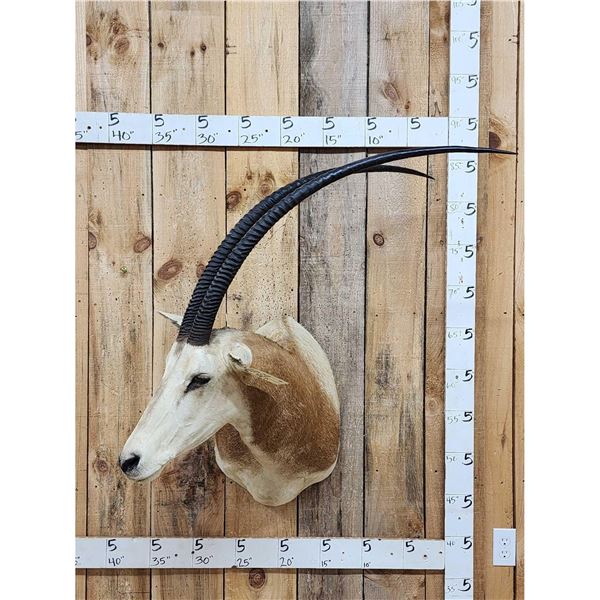 African Scimitar Horned Oryx Shoulder Mount Taxidermy