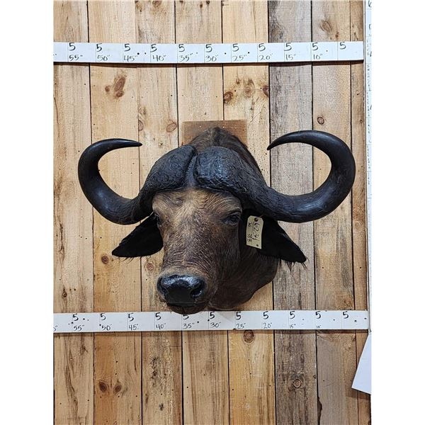 African Cape Buffalo Shoulder Mount Taxidermy
