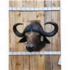 Image 1 : African Cape Buffalo Shoulder Mount Taxidermy