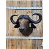 Image 2 : African Cape Buffalo Shoulder Mount Taxidermy