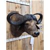 Image 4 : African Cape Buffalo Shoulder Mount Taxidermy