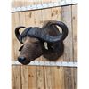 Image 5 : African Cape Buffalo Shoulder Mount Taxidermy