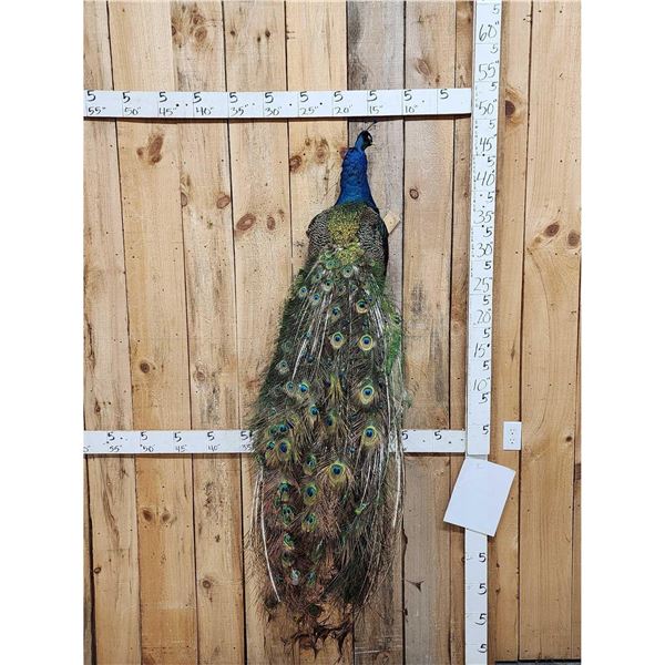 Indian Peacock Full Body Bird Taxidermy