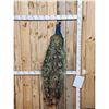 Image 1 : Indian Peacock Full Body Bird Taxidermy