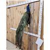 Image 2 : Indian Peacock Full Body Bird Taxidermy