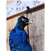 Image 3 : Indian Peacock Full Body Bird Taxidermy