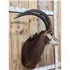 Image 2 : African Sable Antelope Shoulder Mount Taxidermy