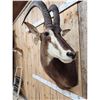 Image 4 : African Sable Antelope Shoulder Mount Taxidermy