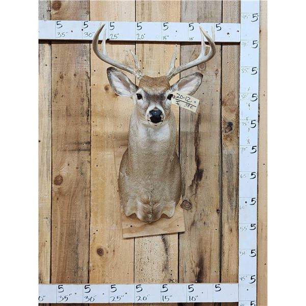 4x4 Whitetail Shoulder Mount Taxidermy