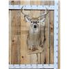 Image 1 : 4x4 Whitetail Shoulder Mount Taxidermy