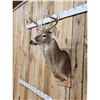 Image 2 : 4x4 Whitetail Shoulder Mount Taxidermy