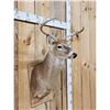 Image 3 : 4x4 Whitetail Shoulder Mount Taxidermy