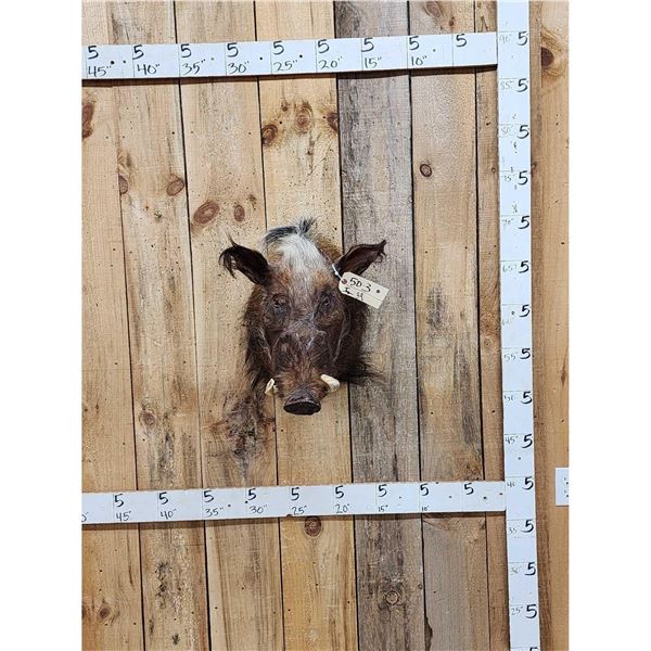 African Bush Pig Shoulder Mount Taxidermy