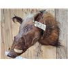 Image 4 : African Bush Pig Shoulder Mount Taxidermy