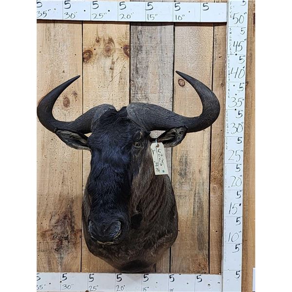 African Blue Wildebeest Shoulder Mount Taxidermy