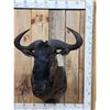 Image 1 : African Blue Wildebeest Shoulder Mount Taxidermy