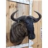 Image 2 : African Blue Wildebeest Shoulder Mount Taxidermy
