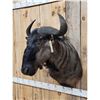 Image 3 : African Blue Wildebeest Shoulder Mount Taxidermy