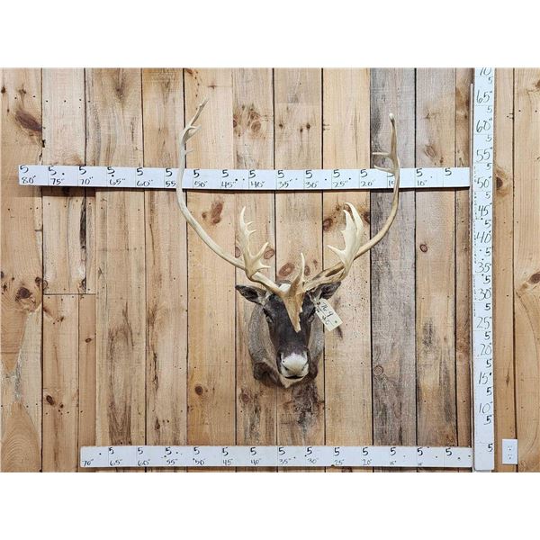 Nice Caribou Shoulder Mount Taxidermy