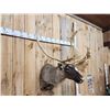 Image 2 : Nice Caribou Shoulder Mount Taxidermy