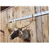 Image 3 : Nice Caribou Shoulder Mount Taxidermy