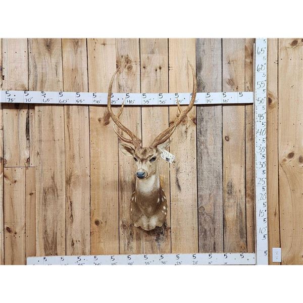 Axis Deer Shoulder Mount Taxidermy