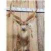 Image 2 : Axis Deer Shoulder Mount Taxidermy