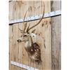 Image 3 : Axis Deer Shoulder Mount Taxidermy