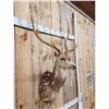 Image 4 : Axis Deer Shoulder Mount Taxidermy