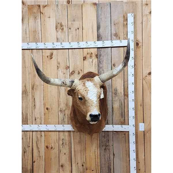 Mexican Fighting Bull Shoulder Mount Taxidermy