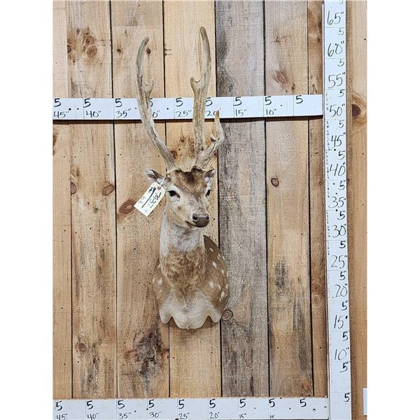 Axis Deer In Velvet Shoulder Mount Taxidermy