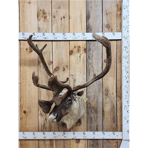 Caribou In Velvet Shoulder Mount Taxidermy