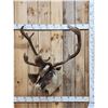 Image 1 : Caribou In Velvet Shoulder Mount Taxidermy