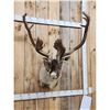 Image 2 : Caribou In Velvet Shoulder Mount Taxidermy