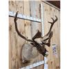 Image 3 : Caribou In Velvet Shoulder Mount Taxidermy