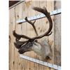 Image 4 : Caribou In Velvet Shoulder Mount Taxidermy