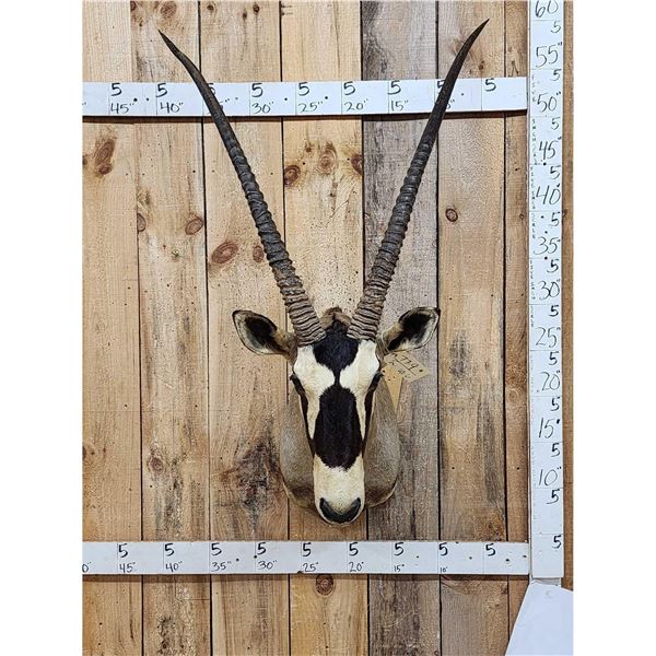 African Gemsbok Shoulder Mount Taxidermy