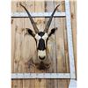 Image 2 : African Gemsbok Shoulder Mount Taxidermy