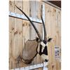 Image 3 : African Gemsbok Shoulder Mount Taxidermy