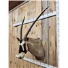 Image 4 : African Gemsbok Shoulder Mount Taxidermy