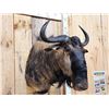 Image 2 : African Blue Wildebeest Shoulder Mount Taxidermy