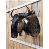 Image 3 : African Blue Wildebeest Shoulder Mount Taxidermy