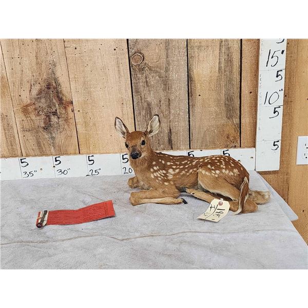 Baby Whitetail Fawn Full Body Taxidermy Mount