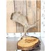 Image 1 : Live Edge Wood & Moose Antler Desk Lamp