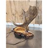 Image 4 : Live Edge Wood & Moose Antler Desk Lamp